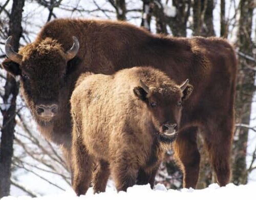 bisontes en riaño